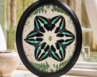 Papilio lorquinianus Schmetterling Mandala | Echter Schmetterling gepresste Blumenkunst in schwarzem ovalem Rahmen | Natur-Wand-Dekor