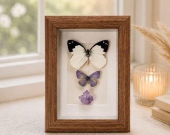 Real White Violet Butterfly Shadow Box, Preserved Insect Specimen Frame, Botanical Wall Art, Entomology Display, Nature Decor Gift