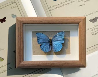 25 A-1 Homoderus Gladiator Cameroon 35-43mm, Large Lucanid Stag