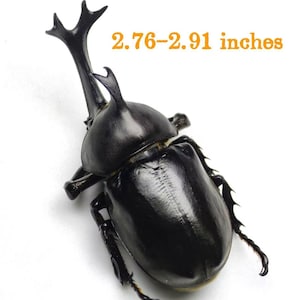 Op de afbeelding: Een zwarte kever met prominente hoorns, met een lengte van 7-7,4 cm. Het insect heeft een glanzend, glad exoskelet en gedetailleerde poten. De afbeelding is genomen tegen een witte achtergrond, die de kenmerken van de kever benadrukt.