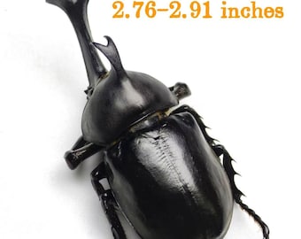 タイ産サイカブトムシ 2 匹 | Xylotrupes gideon | 昆虫学と芸術のため