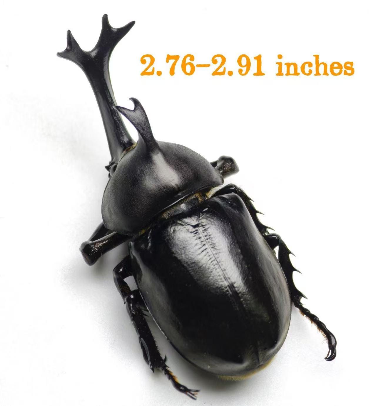 Ethical Real Beetle Specimen | Insect Collector's Box | for