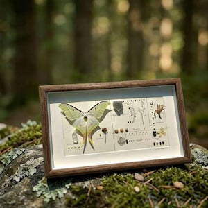 May include: A framed artwork featuring a large, pale green and yellow moth with detailed wing patterns. The artwork includes botanical elements and small specimens, set against a cream background within a wooden frame.