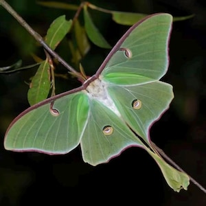 May include: A Luna moth with large, pale green wings featuring delicate white veins and thin, dark reddish-brown edges. The wings display distinct circular eyespots with yellow and black rings, and the lower wings extend into long, slender tails.