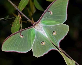 Äkta Luna-malexemplar, etiskt framställt grönt insektsdisplay för kuriosaskåp, entomologisamling, kuriositetsdekor, naturgåva