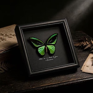 May include: A framed display featuring a vibrant green and black butterfly specimen centred on a black background. The frame is dark wood. Below the butterfly, the text reads: "Clue as a bird to you. Anemone."