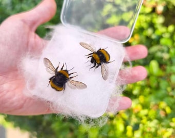 Giant Queen Bumblebee Specimen | Spread or Unspread | Gift Box Included