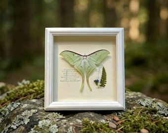Ethereal Luna Moth Wall Art • Real Actias luna Specimen in Shadow Box • Unique Nature Gift for Her & Collector Grade