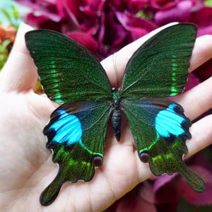 Real Butterfly Specimens | Ethically Sourced, Natural Death | Loose Specimens for Art, Jewelry & Display | Free Acrylic Box