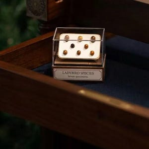 Puede incluir: Una vitrina que contiene siete especímenes de mariquitas. La caja de acrílico transparente se encuentra sobre una base de madera con una etiqueta que dice "LADYBIRD SPECIES" y "Seven specimens". Las mariquitas son de varios colores, incluyendo marrón, negro y beige.