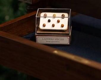 Real Ladybug Specimen Display, 8 Ladybugs in Acrylic Case, Personalized Insect Display, Custom Label Gift, Curiosity Decor, Unique Gift Idea