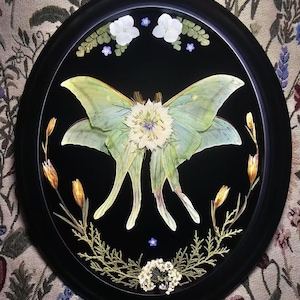 Può includere: Un'opera d'arte incorniciata, di forma ovale, con sfondo nero, raffigurante una grande falena con ali verde chiaro. La falena è circondata da fiori e foglie secche, tra cui fiori bianchi e rametti, all'interno di una cornice ovale nera.