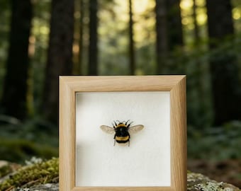 Real Bumblebee King Specimen in Wooden Frame | Ethical A1 Grade Insect Art | 4x4 Inch Natural Decor Gift