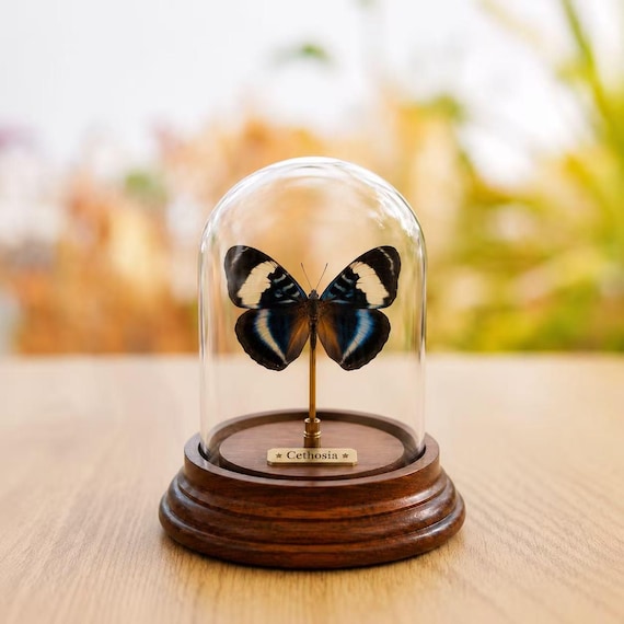Echtes Schmetterlingspräparat, Glaskuppel-Dekoration, Vintage-Holzsockel, Dekoration für Kuriositätenkabinette, einzigartiges gotisches Geschenk, Insektenausstellung