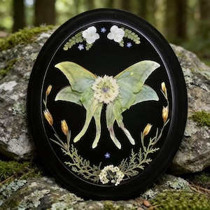 Arte de flores prensadas de polilla Luna de Actias / Polilla Luna real en marco ovalado negro / Decoración de pared botánica con caja de sombras