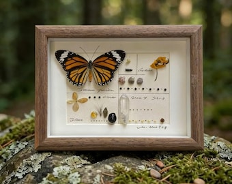 Nature-Inspired Gift • Real Tiger Butterfly Frame • Warm Toned Specimen Art • Botanical Wall Décor