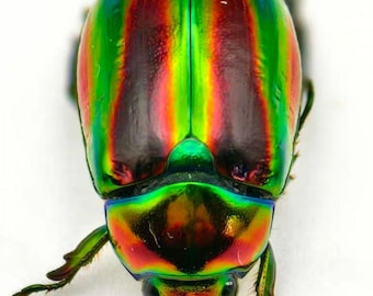 タイ産サイカブトムシ 2 匹 | Xylotrupes gideon | 昆虫学と芸術のため