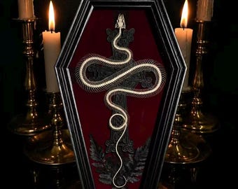 Exhibición de esqueleto de serpiente real en ataúd, colección de gabinete de curiosidades, decoración gótica de historia natural, arte Dark Academia, regalo para coleccionistas de rarezas
