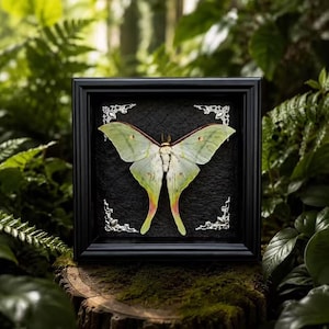 Framed Luna Moth Specimen, Gothic Natural History Insect Display, Entomology Decor, Taxidermy Style Butterfly, Cabinet Curiosity Decor