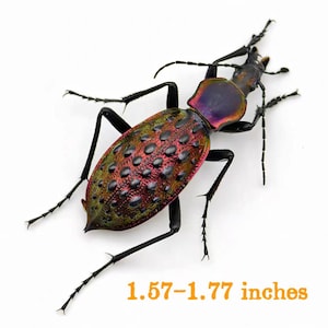 Peut inclure: Un coléoptère aux couleurs vives, avec une carapace irisée rouge, verte et violette. Il possède des pattes et des antennes noires. Le texte en bas indique "1.57-1.77 inches", soit environ 4-4,5 cm.
