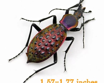 カブトムシ標本 タイ産サイカブトムシ 2 匹 | Xylotrupes gideon | 昆虫学と芸術のため