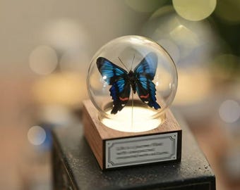 Cupola con esemplare di farfalla Ancyluris melibeo, regalo unico per la festa della mamma, arte naturale con insetti, decorazione gotica per la casa, regalo per la teca delle curiosità