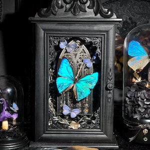 Puede incluir: Un expositor enmarcado en negro con una gran mariposa azul brillante. Varias mariposas azules más pequeñas y elementos decorativos están dentro del expositor. También se ven otras cúpulas de cristal con mariposas y una pluma.