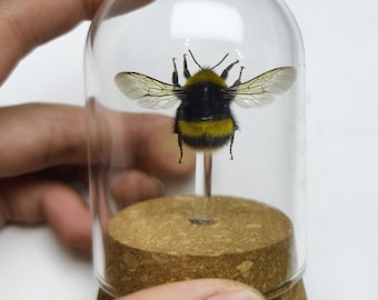 Queen Bumblebee in Glass Dome – Unique Nature Gift for Kids & Insect Lovers (Gift-Ready!)