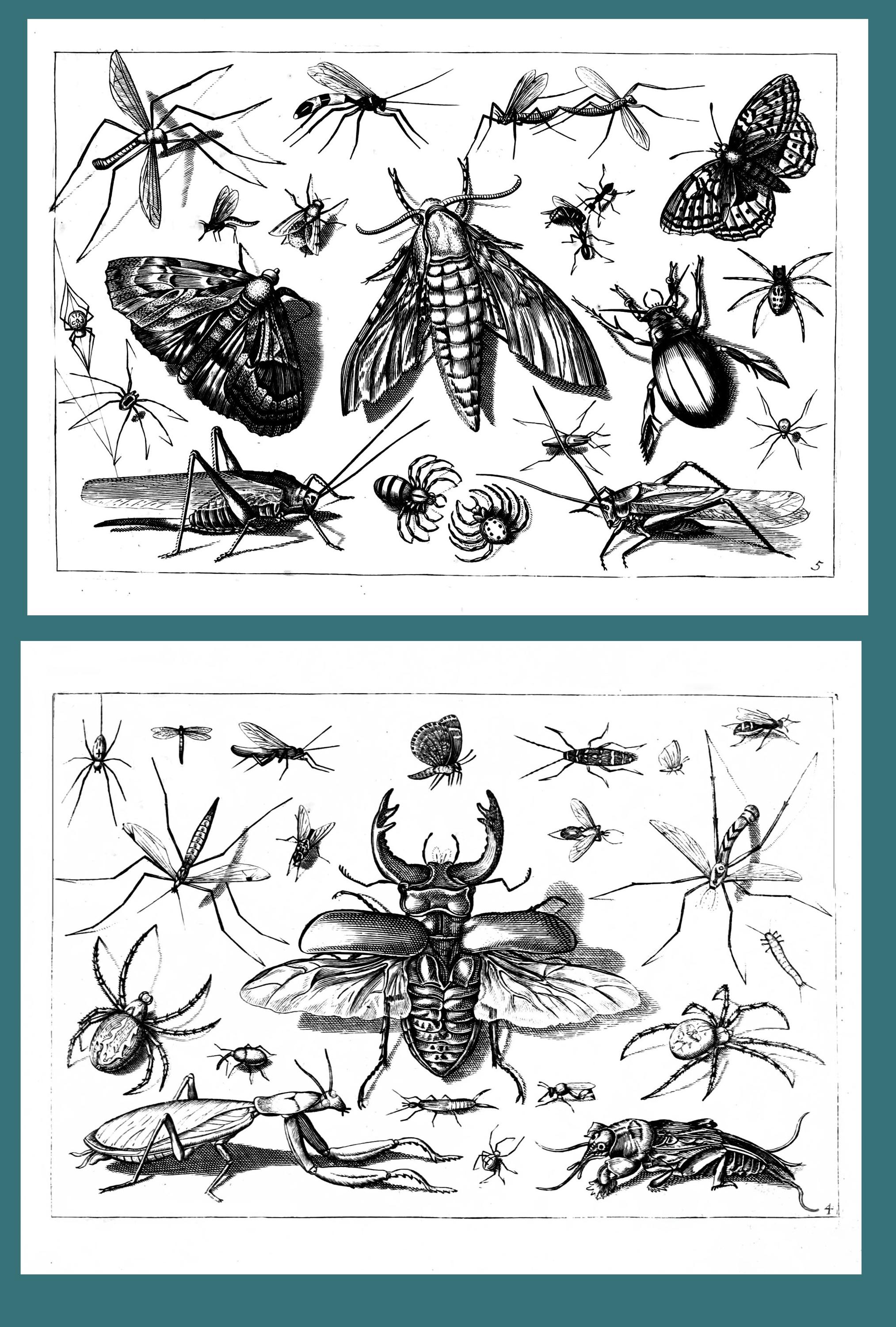 Gore Insect Rdawing Renaissance Insect Drawings: 17th Century Embroidery Designs (PDF Ebook ...