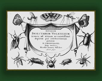 Renaissance Insect Drawings: 17th Century Embroidery Designs (PDF EBook)