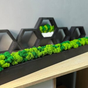Handgefertigtes Holz-Mossarium mit üppigem grünem Moos - Ein einzigartiges, umweltfreundliches Miniatur-Terrarium für stilvolle und natürliche Wohnkultur