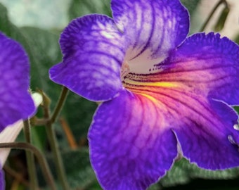 Streptocarpus &quot;Blue Flame&quot;
