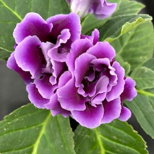 Sinningia ‘Avanti Purple Frost’