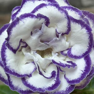 Sinningia "Chocolate & Vanilla"