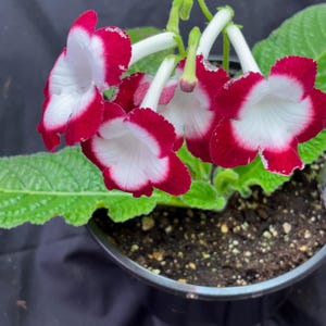 May include: A potted plant with vibrant red and white flowers. The flowers have a unique shape with a white center and red edges. The plant has green leaves and is in a black pot, set against a dark background.