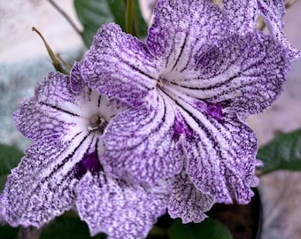 African Violet Live Plants OPTIMARA TRINIDAD II Double Two-tone