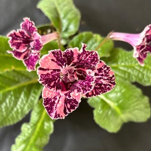 May include: Close-up of a Gloxinia plant with vibrant, speckled flowers. The blooms showcase a mix of deep purple, pink, and white, with ruffled edges. The plant has lush, green leaves, creating a striking contrast against the dark background. A beautiful houseplant.