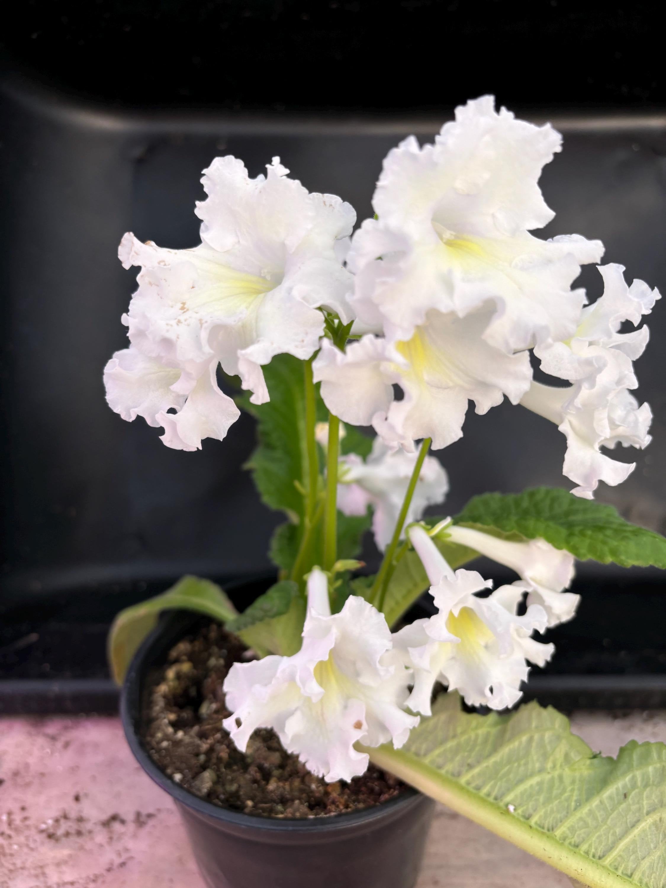 Streptocarpus 