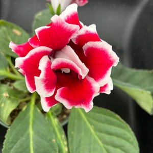 Sinningia ‘Avanti Red Frost’