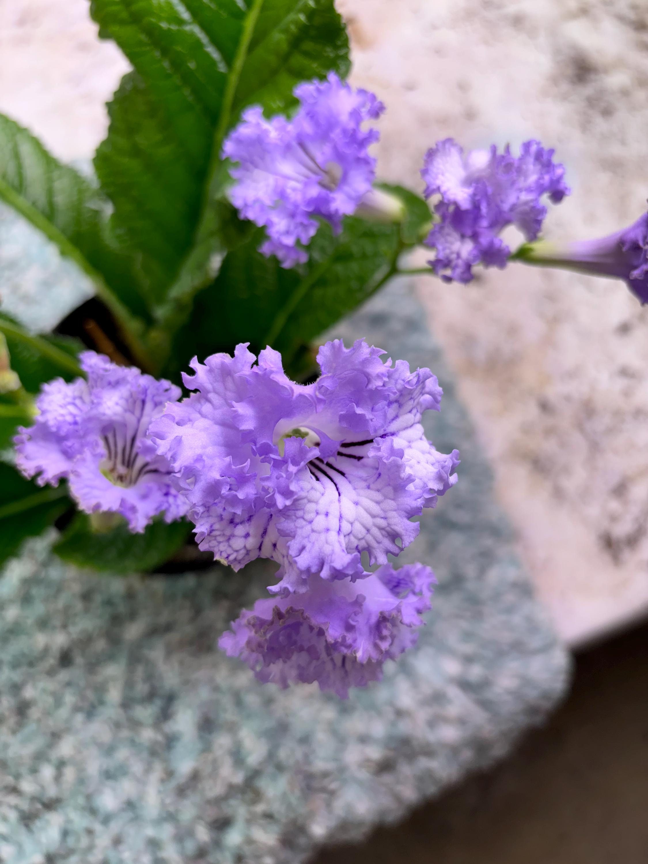 Streptocarpus  "Johnny Jump Up"