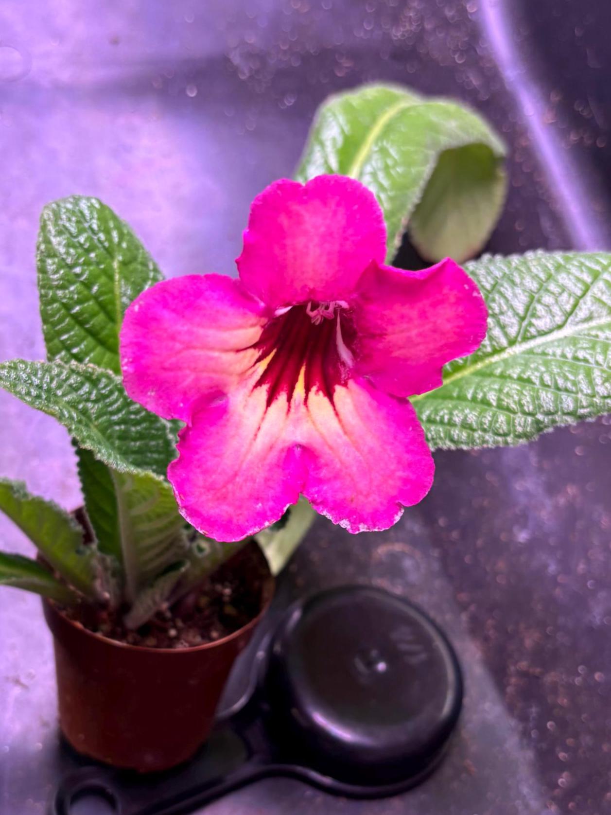 Streptocarpus  'April Morn’