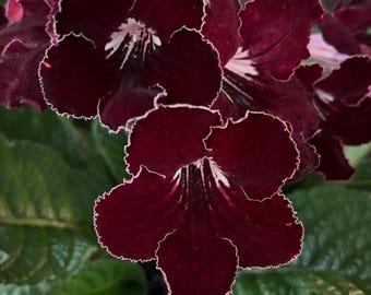Streptocarpus &quot;Predatory Red Lipstick&quot;