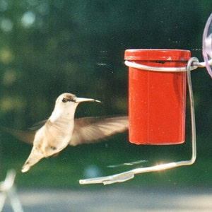 Tiny Hummingbird Feeder-window mounted