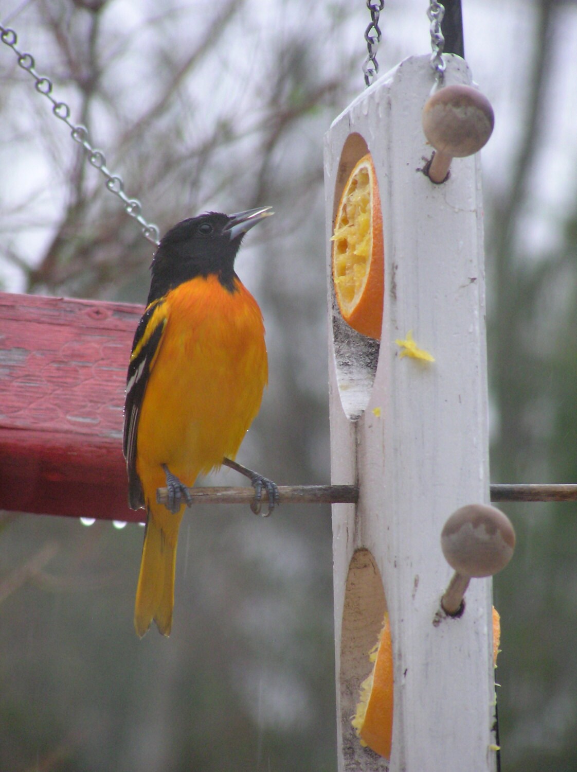Double Fruit/Suet FeederOriolesGrosbeaksSapsuckersCatbirds Etsy