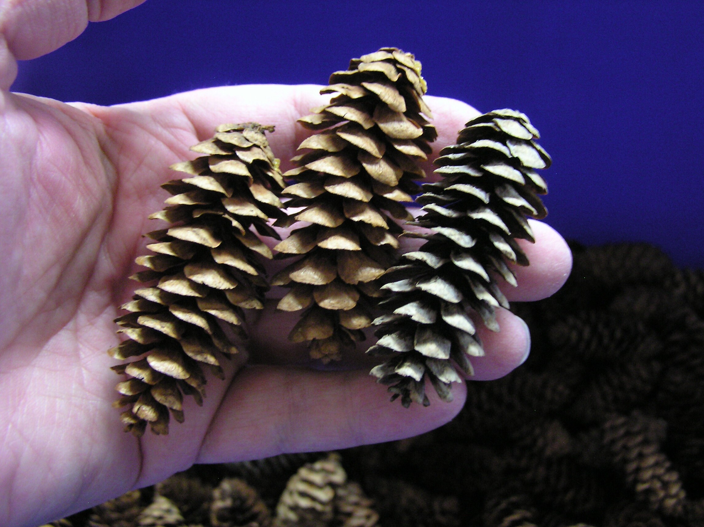 Pine Cones 250 Small Pinecones 3/4-1 1/4 Mini Black Spruce Pine Cones 16  oz 