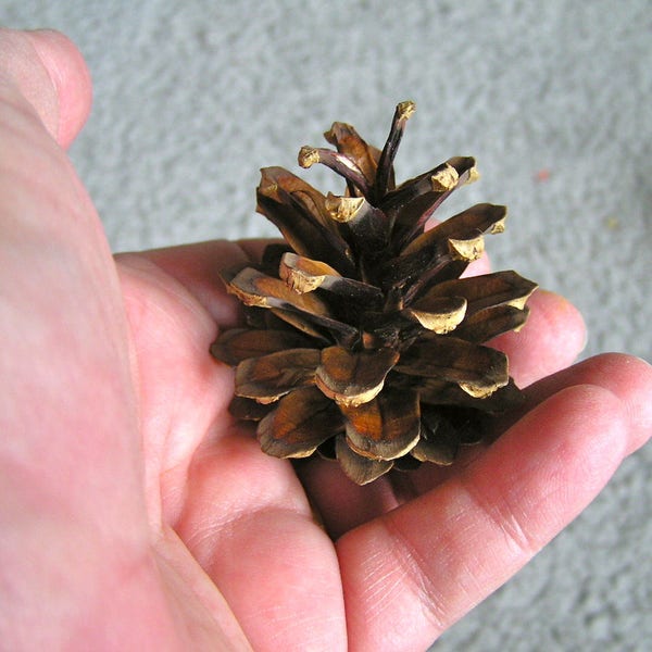 Pinecones - Scotch Pine - Scotch Pine Pinecones - Small size pinecones - Natural Pinecones