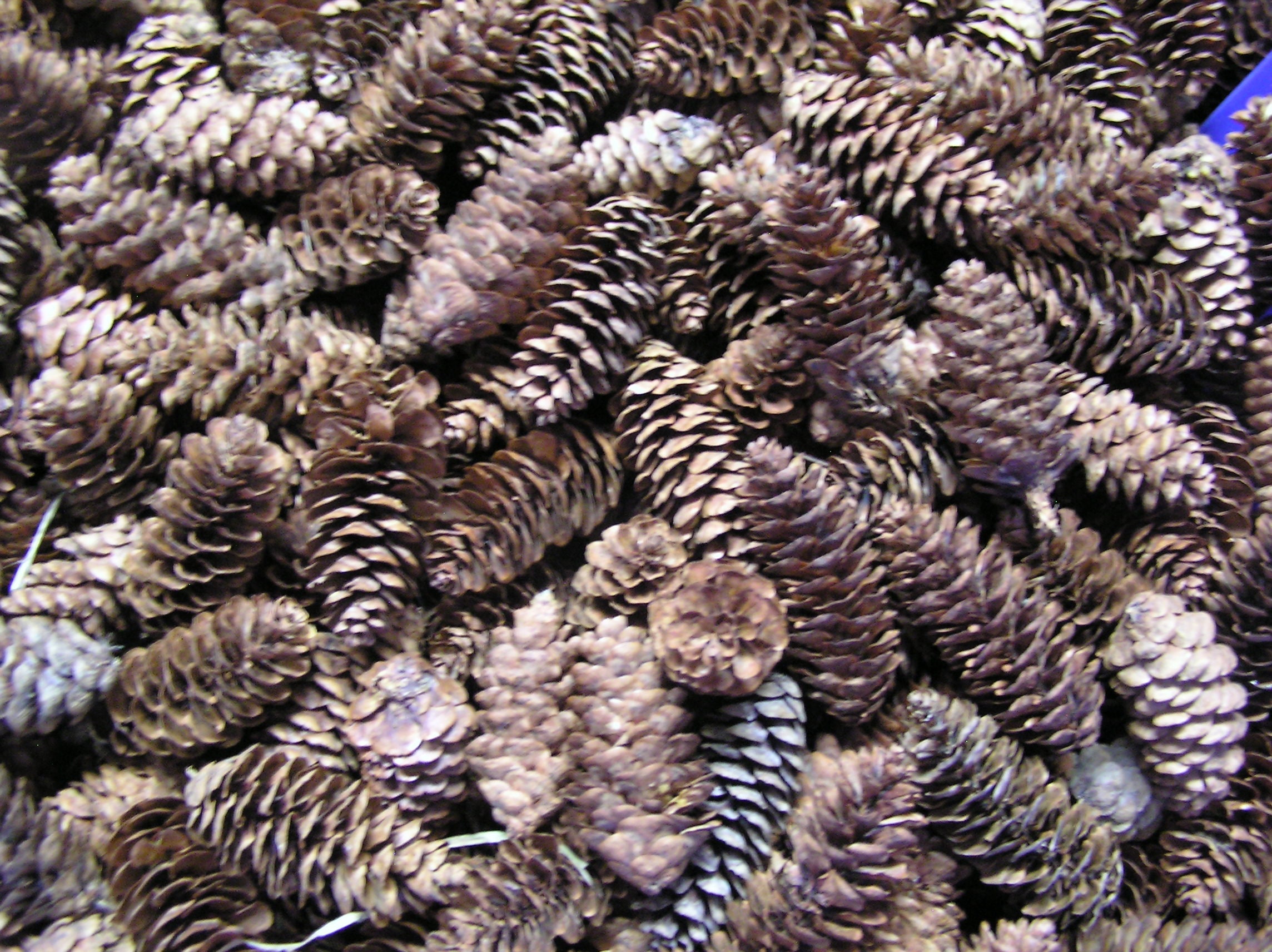 Pine Cones 150 Small Pinecones 3/4-1 1/4 Mini Black Spruce Pine Cones 10  oz 