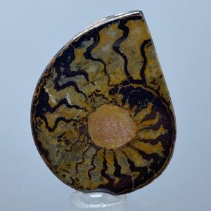 Natural Ammonite Fossil Slice – Geological Collector’s Specimen – Unique Gift