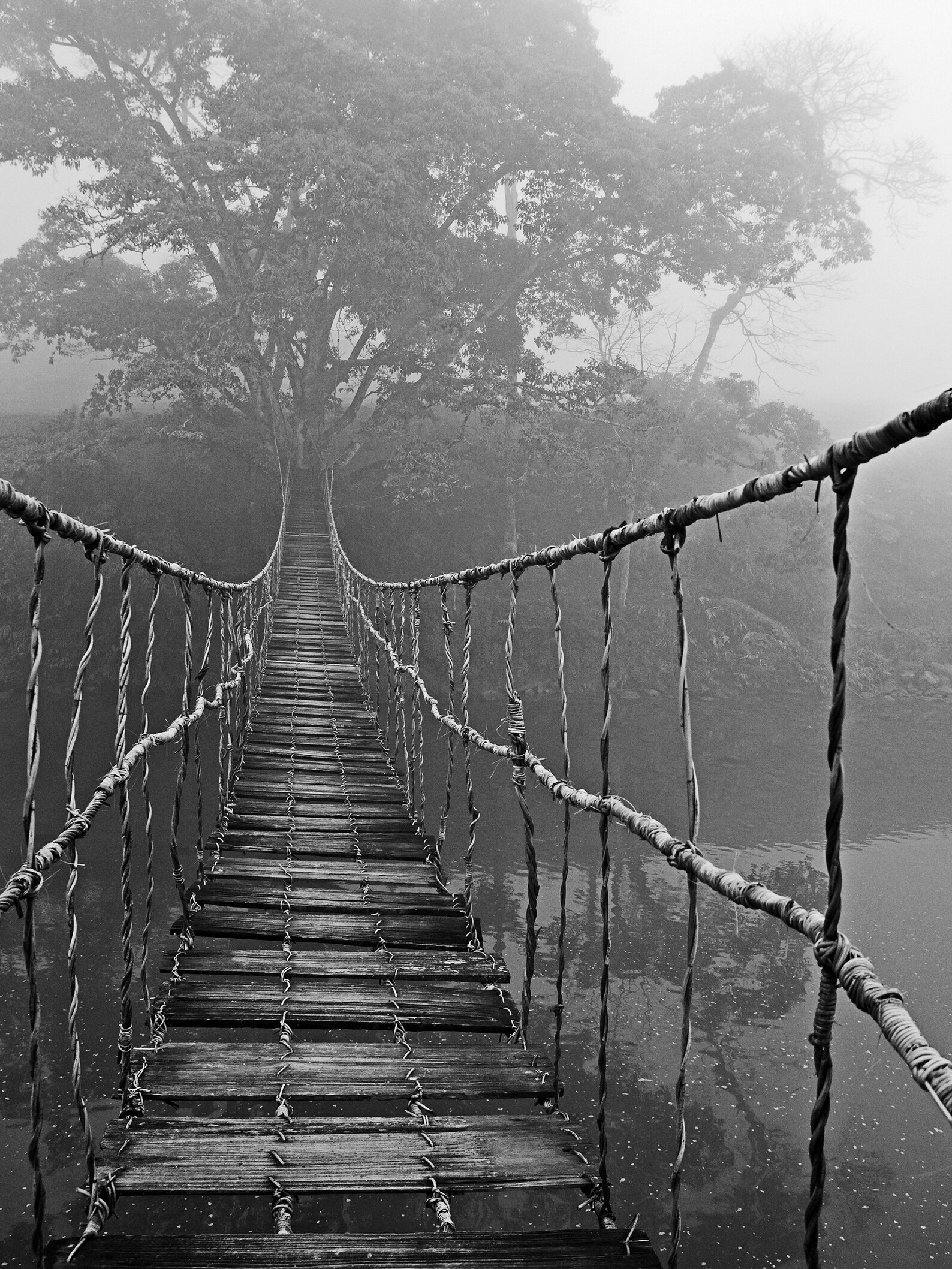 Jungle Journey Canvas Large Wall Art Modern Wall Art Contemporary Art