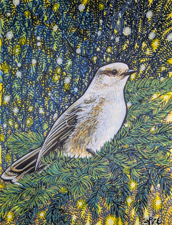 Whiskey Jack Alpine Bird